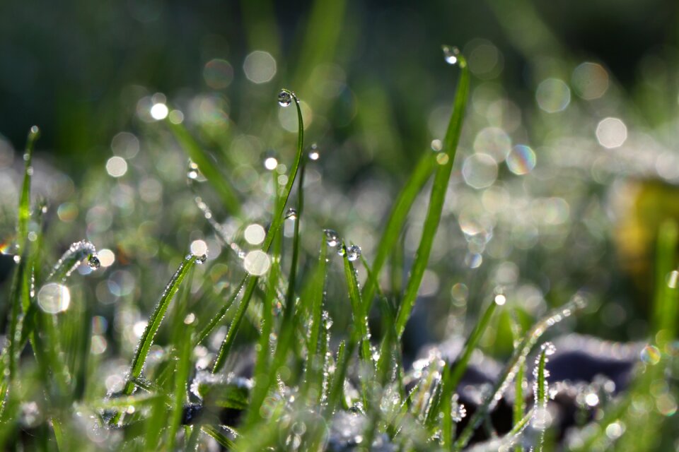 Morning ice bokeh