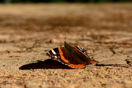 Insect forest nature photo