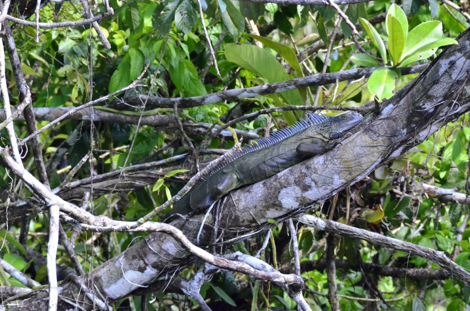 Costa rica green iguana tortuguero