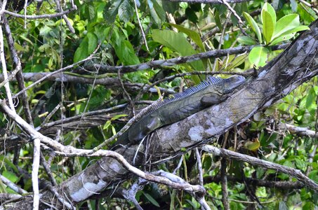 Costa rica green iguana tortuguero photo
