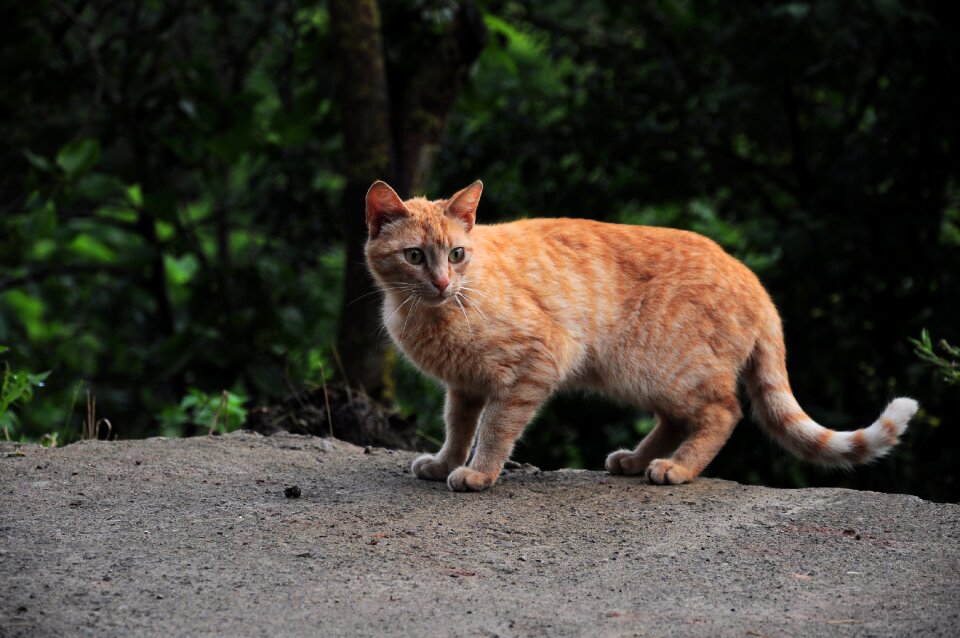 Animals cute kitty