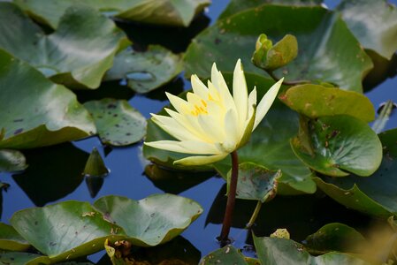 Pond water reflection