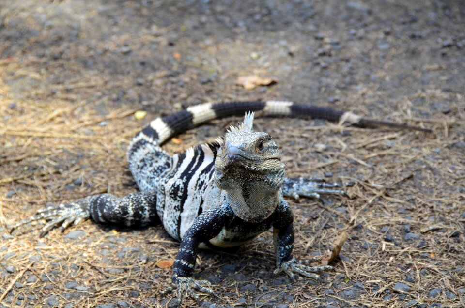 Costa rica black iguana the parc manuel antonio