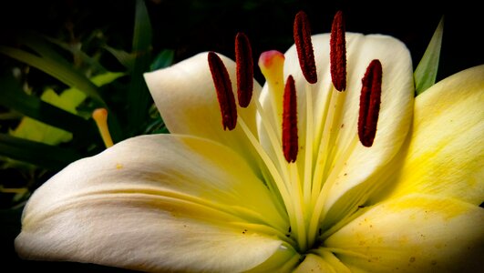 White flora fresh