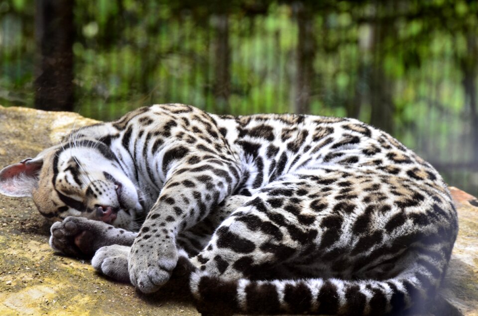 Costa rica ocelot la catarata
