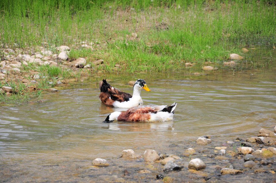 Nature ducks pond