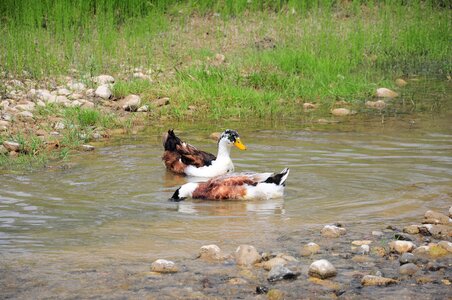 Nature ducks pond