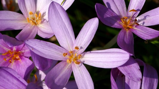 Crocus sun light
