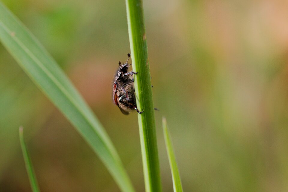 Small animal grass