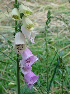 Digitalis giftplanze digitalis lutea photo