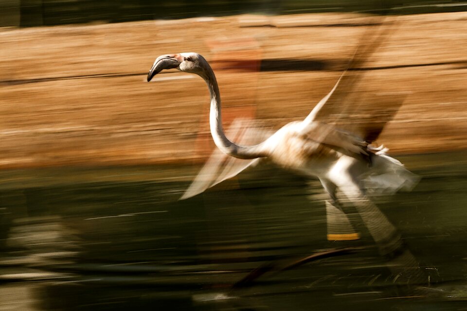 Panning speed animal