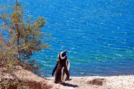 Argentine sea nature