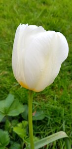 Summer outdoors white tulip