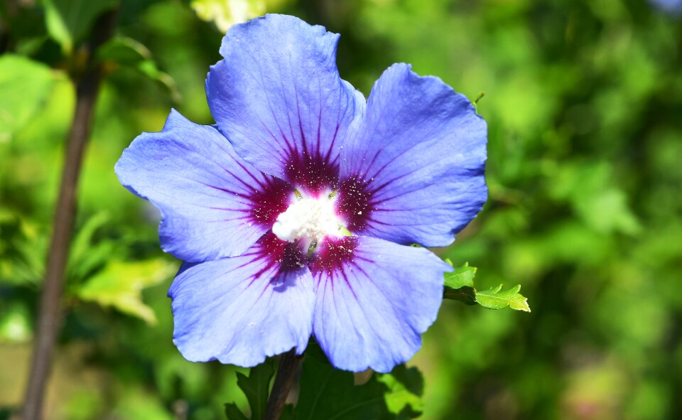Bright petals pollen