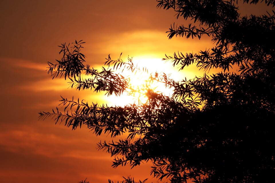 Tree backlighting abendstimmung photo