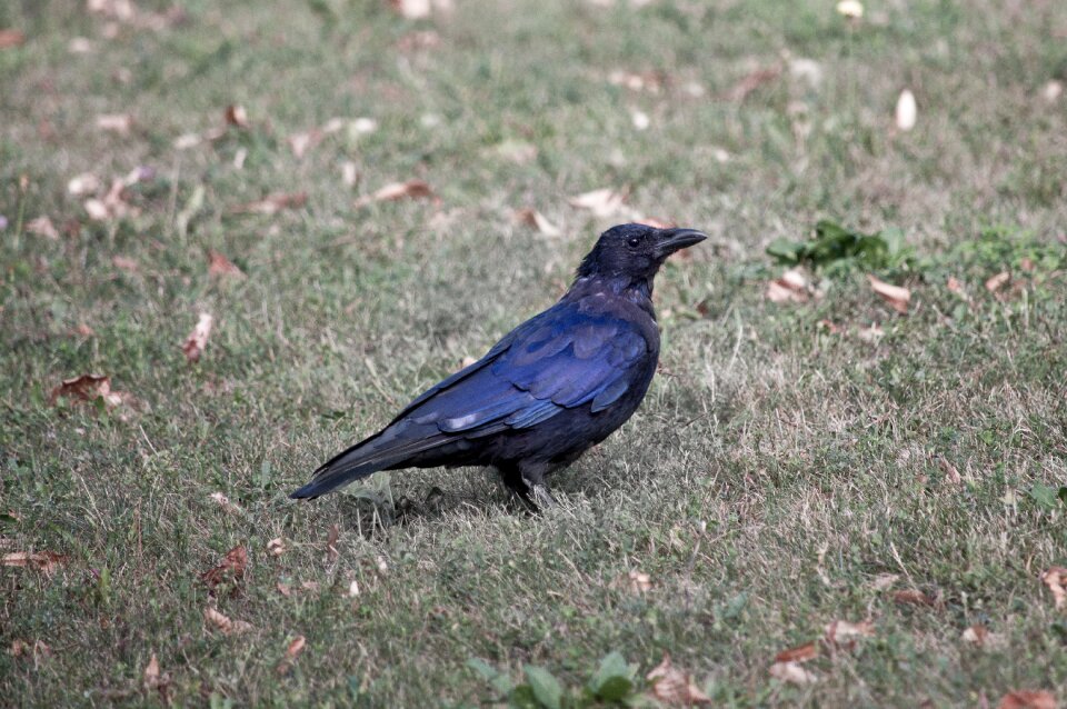 Grass genus corvus songbird