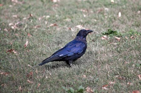 Grass genus corvus songbird photo