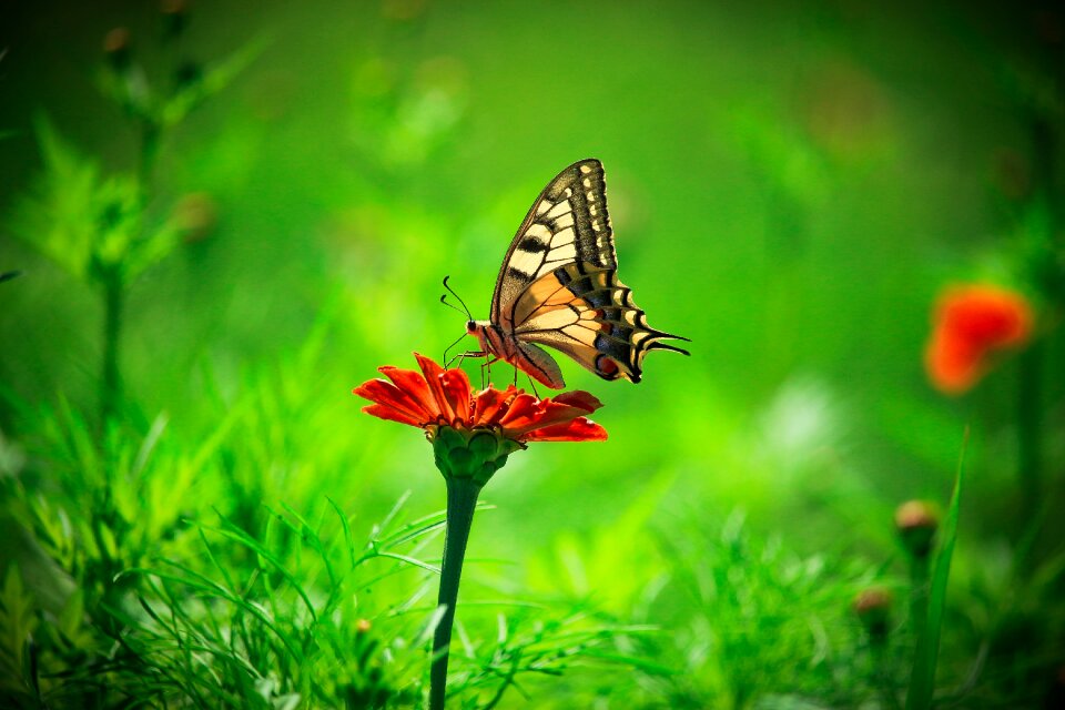 Summer delicate beauty