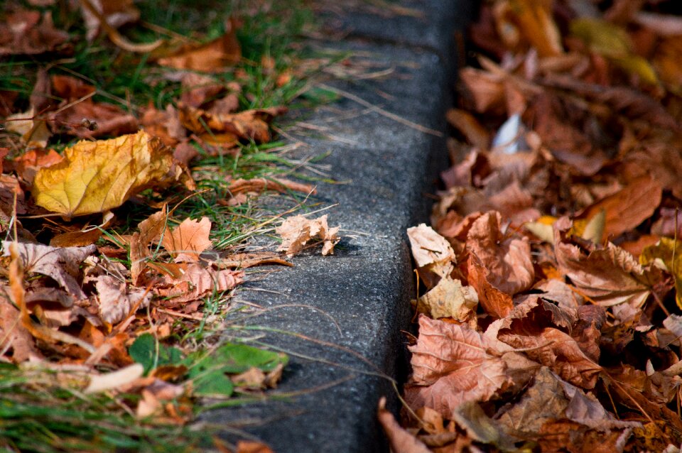 Pavement autumn leaves
