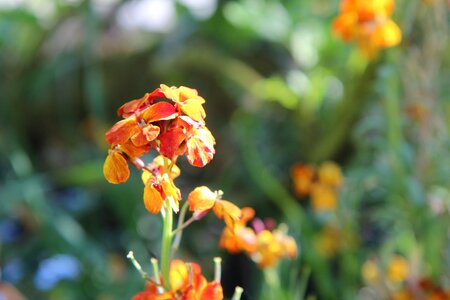 Wallflower orange flowering spring photo