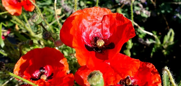 Flower plant nature