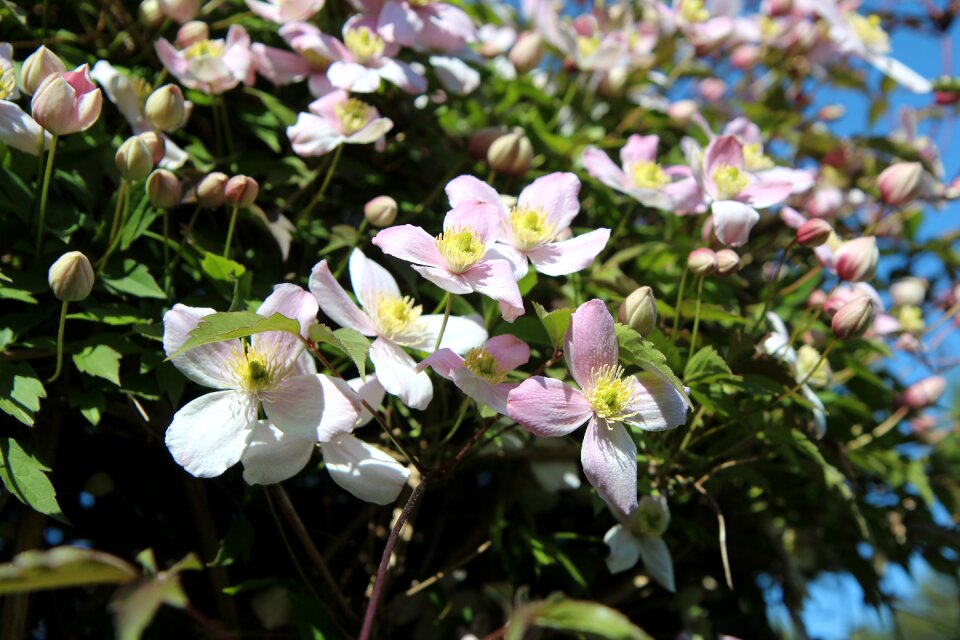 Small flowers pink flowers flowering clematis