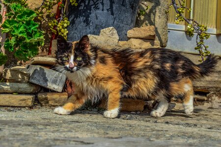 Animal homeless kitty
