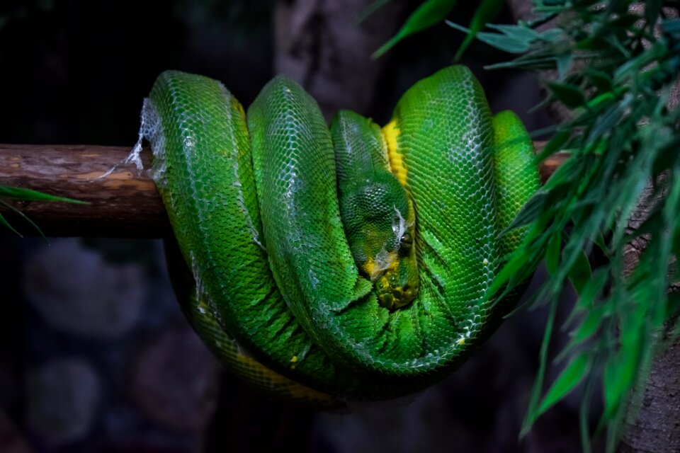 Reptile green nature