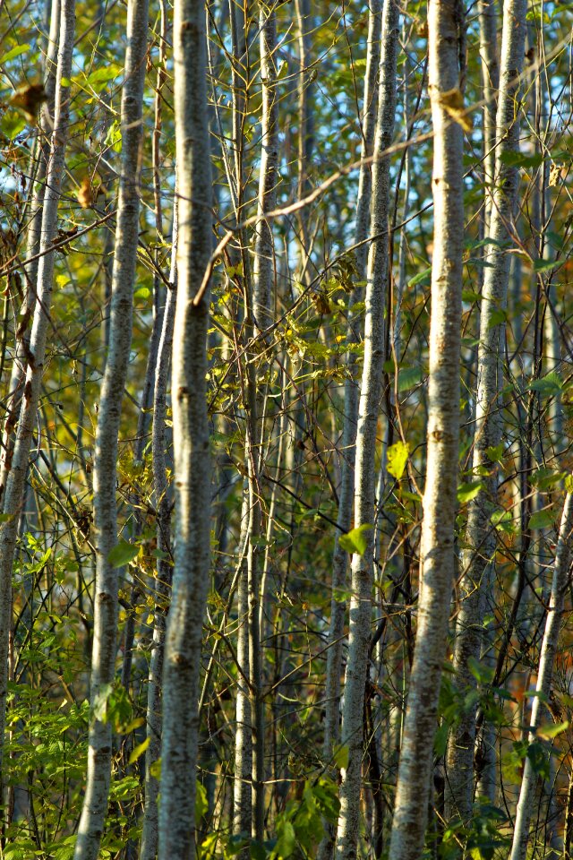 Bright branches sunlight