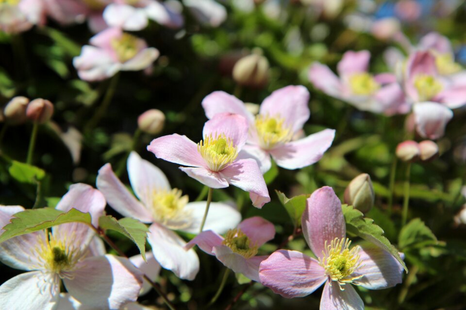 Clematis mountains small flowers pink flowers