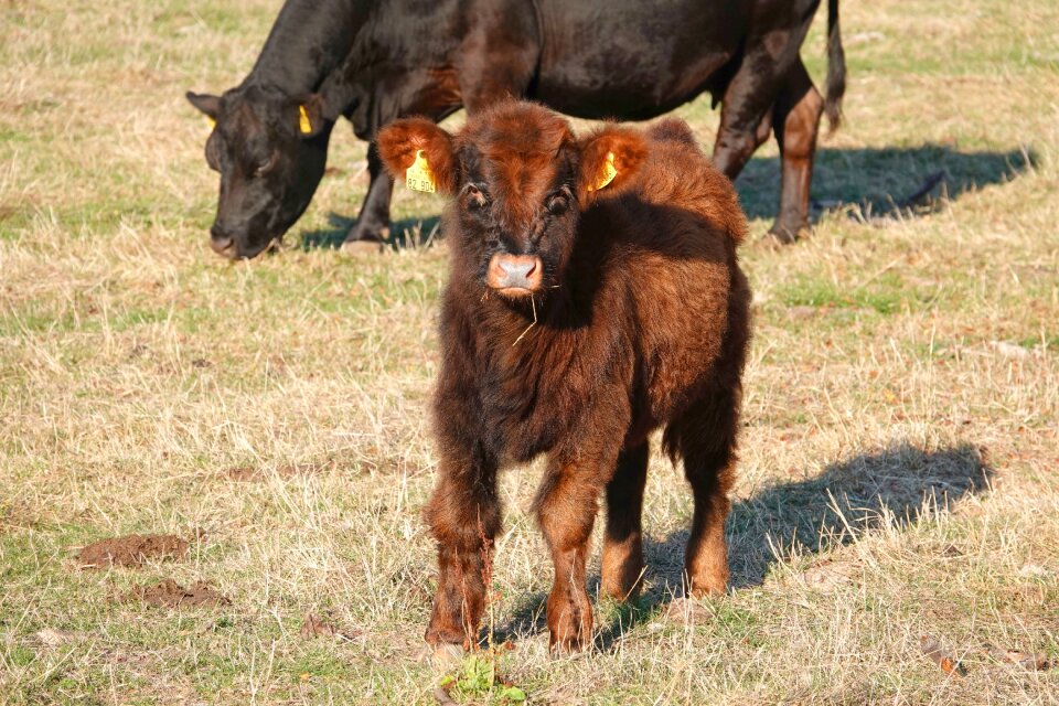 Cute red brown close up