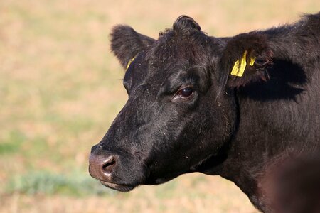 Head close up livestock photo