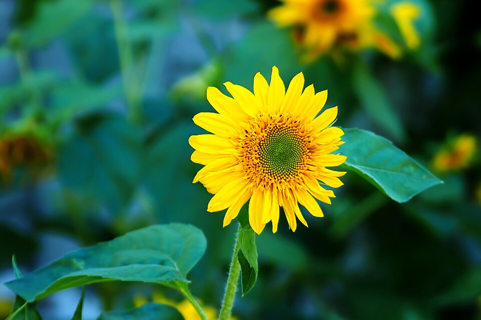 Flower bright sunny