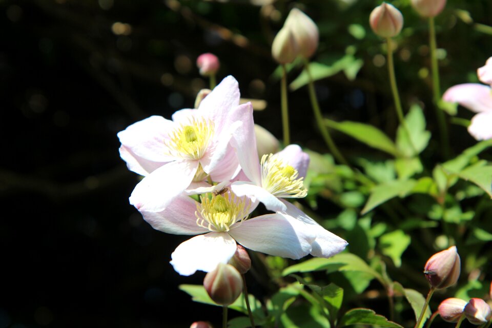 Small flowers pink flowers flowering clematis