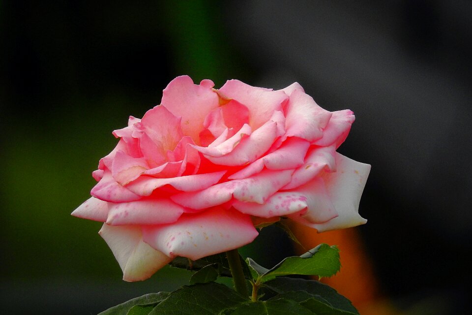 The beauty of nature flower romantic