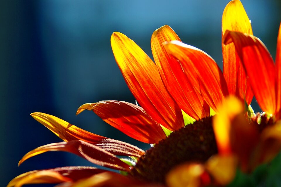 Sunny orange petals
