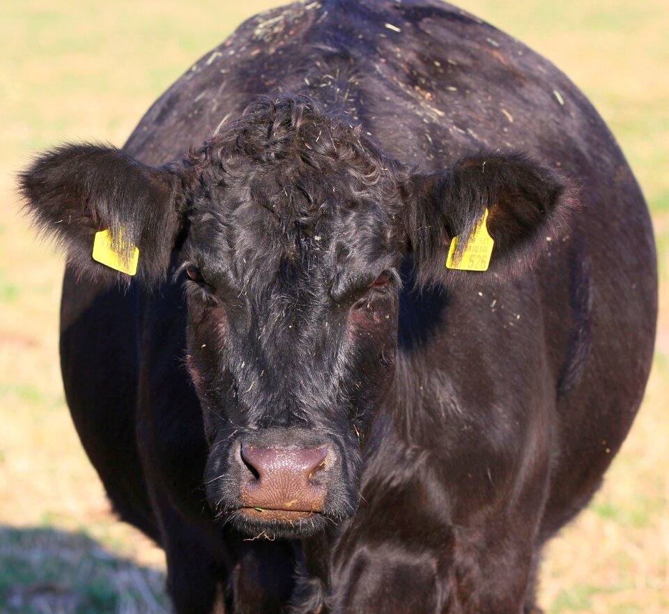 Massive close up head