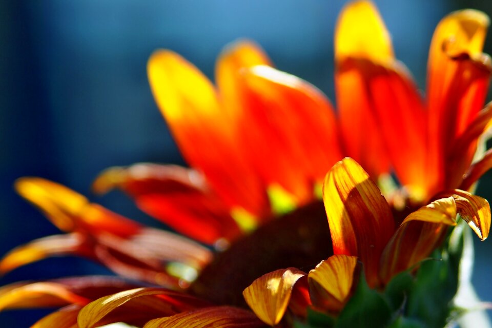 Sunny orange petals