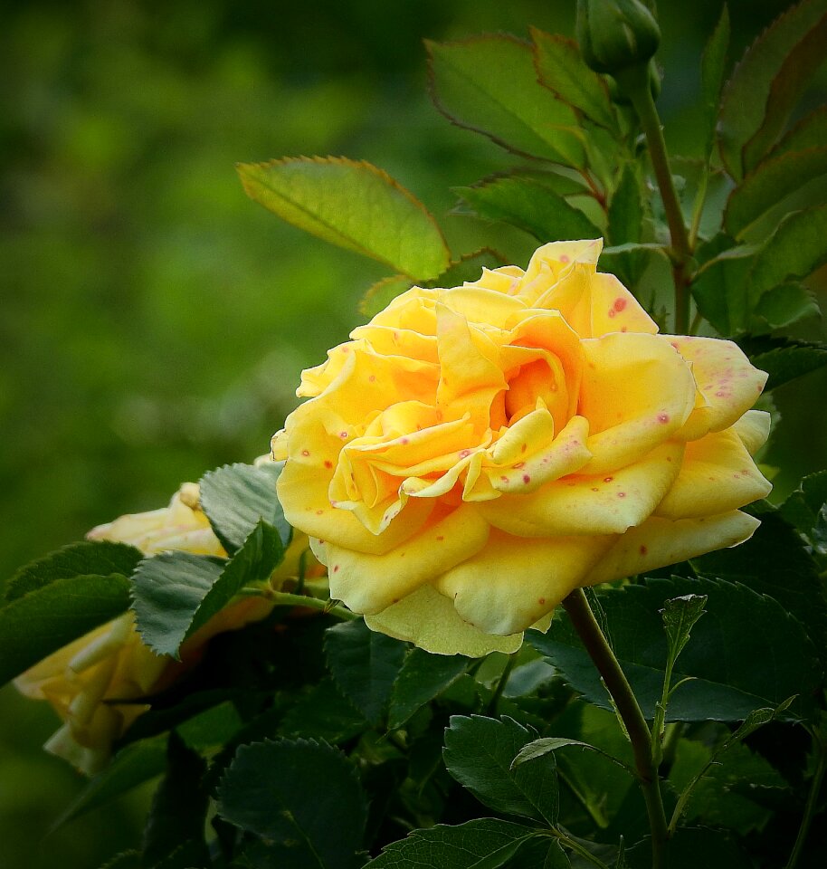 The beauty of nature flower blooming