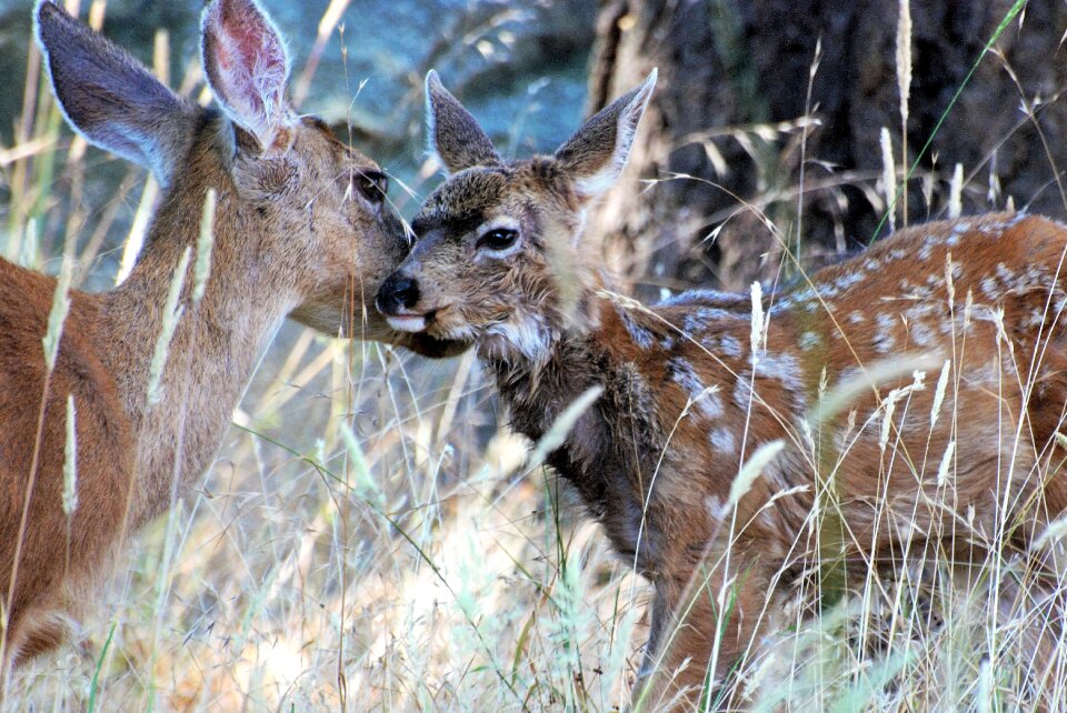 Lick motherly love bambi