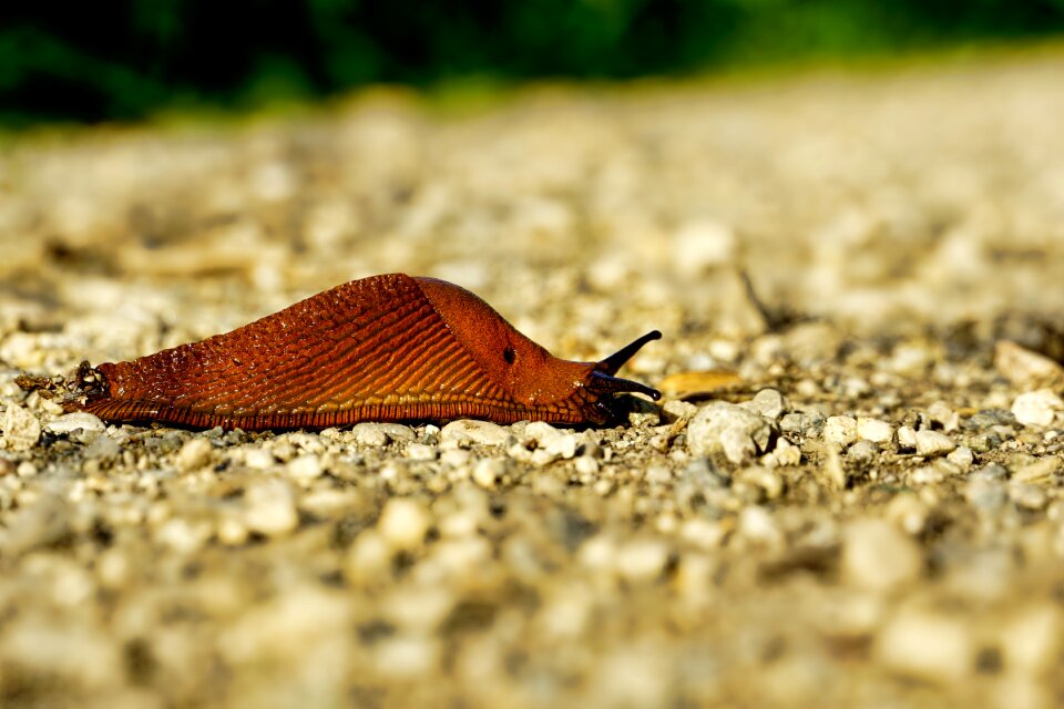 Animal mollusk land snail