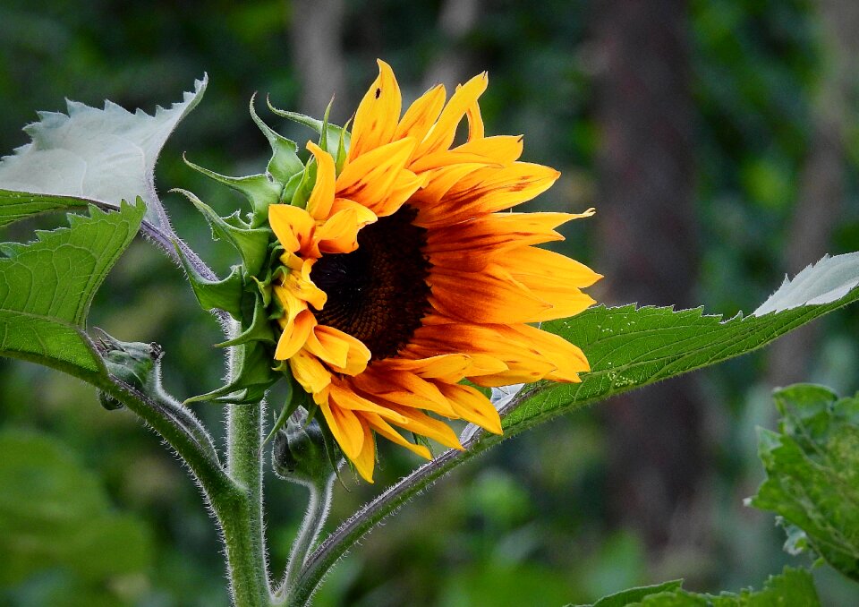 Yellow flower nature