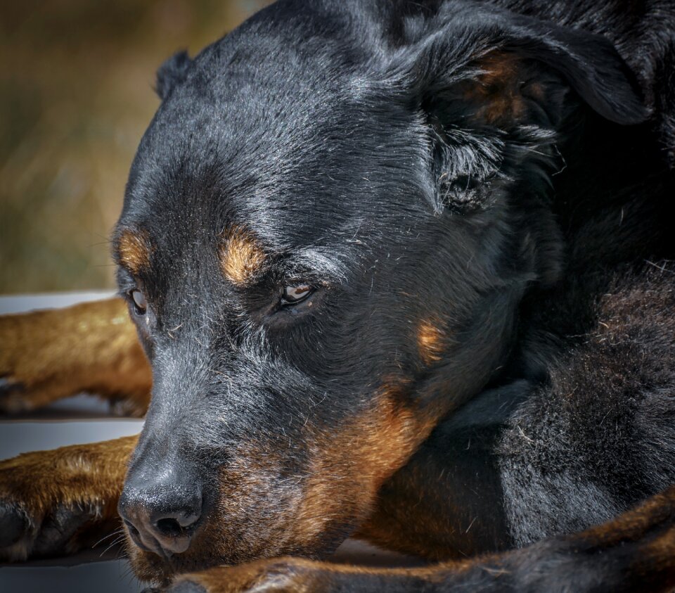 Portrait brown snout