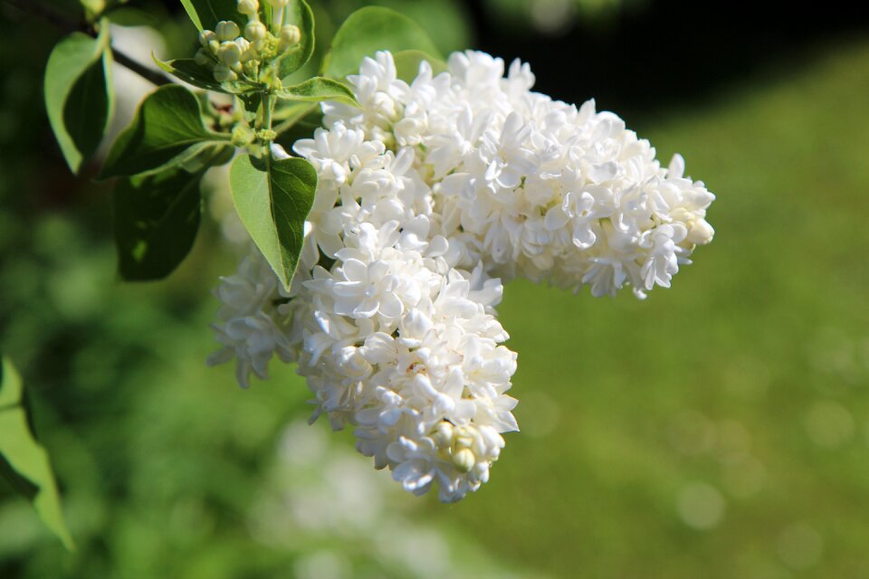 Shrub spring flowering