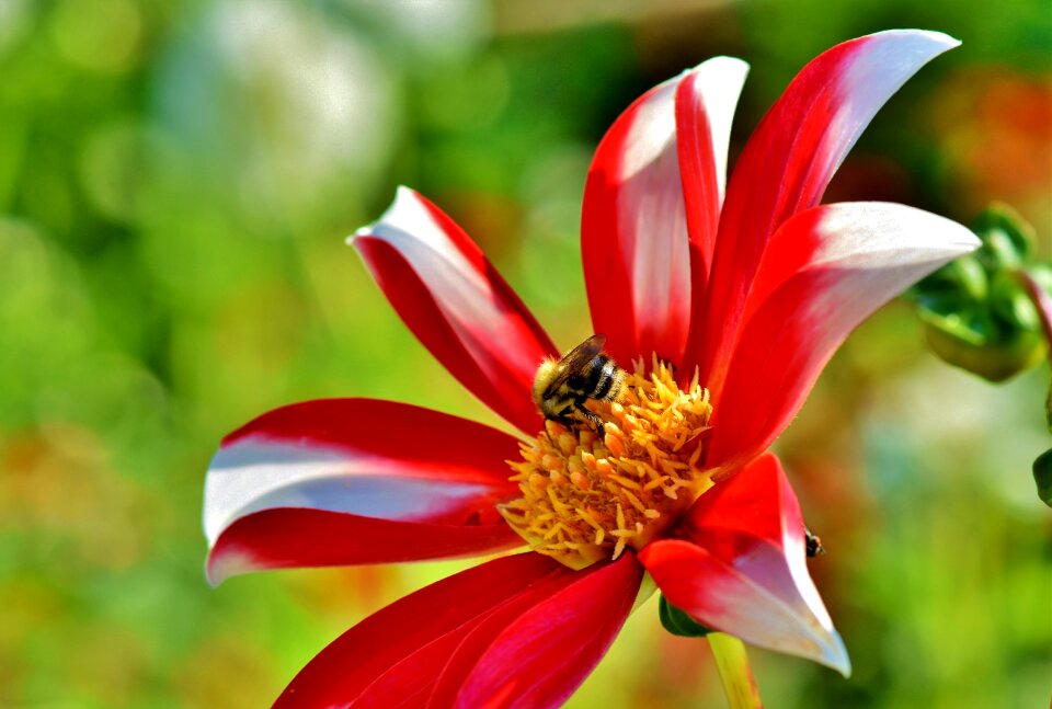 Flower bee honey bee photo