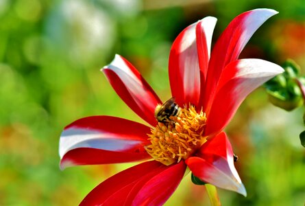 Flower bee honey bee