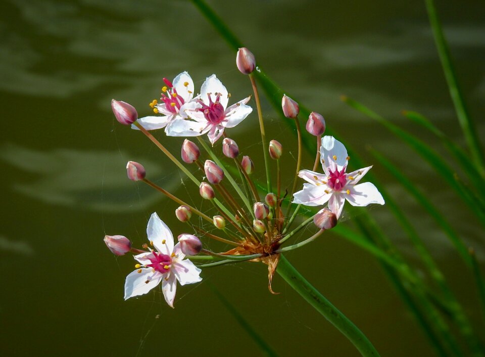 Over the river oder flower water nature