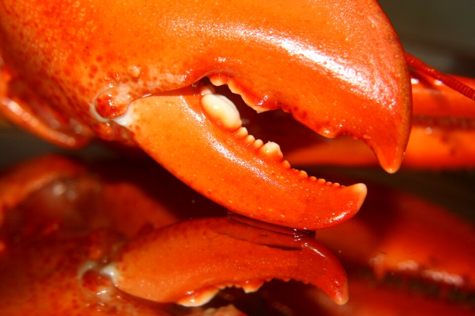 Sea ocean lobster scissors
