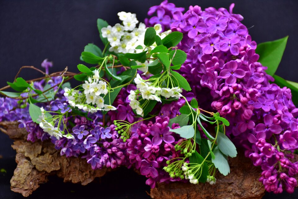 Nature floral leaf