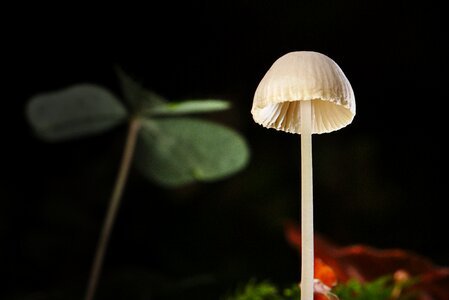 Forest close up mini mushroom
